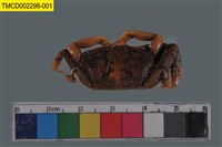 Sentinel crab Collection Image, Figure 1, Total 6 Figures